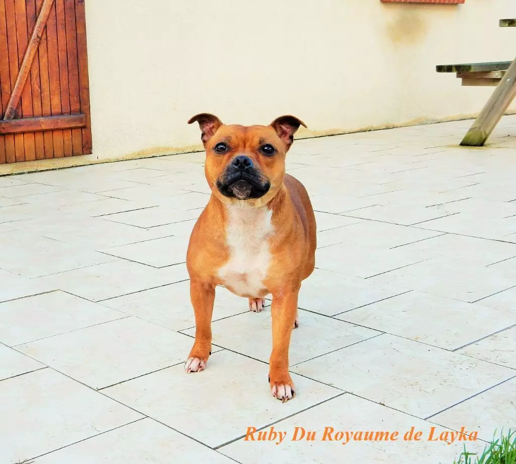 Ruby Du Royaume De Layka