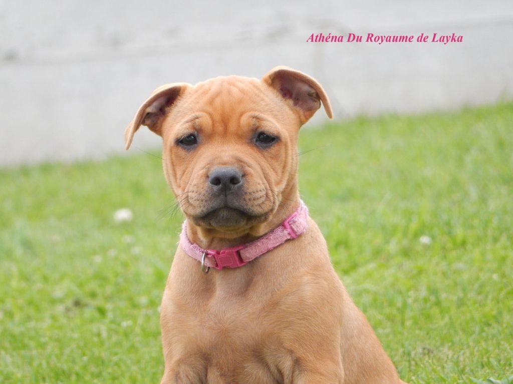 Athéna Du Royaume De Layka
