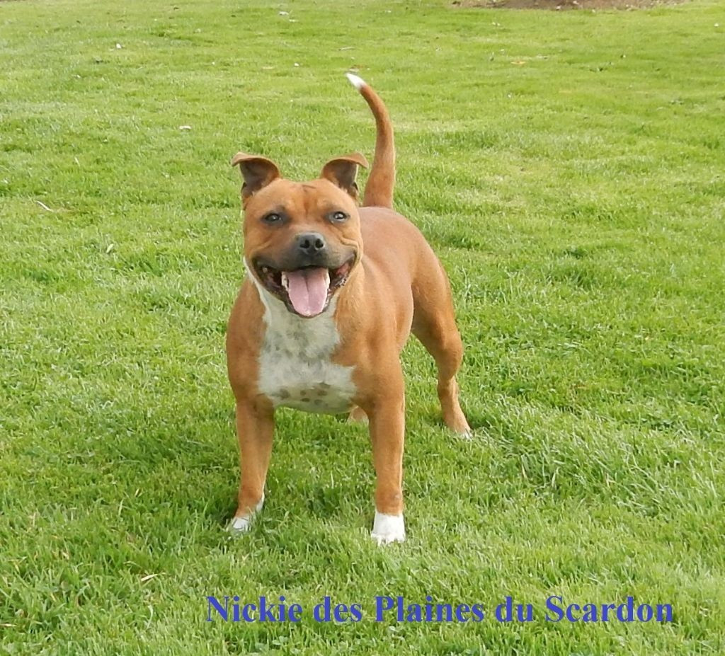 Nickie des plaines du scardon