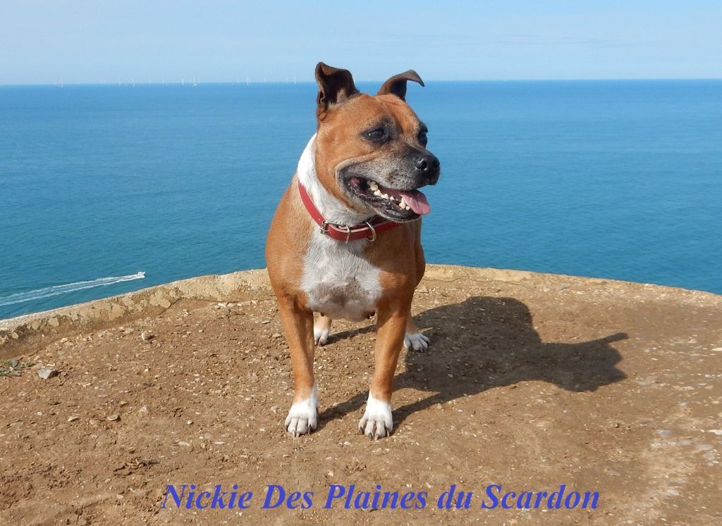Nickie des plaines du scardon