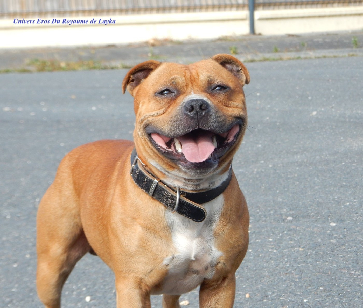 Univers eros Du Royaume De Layka