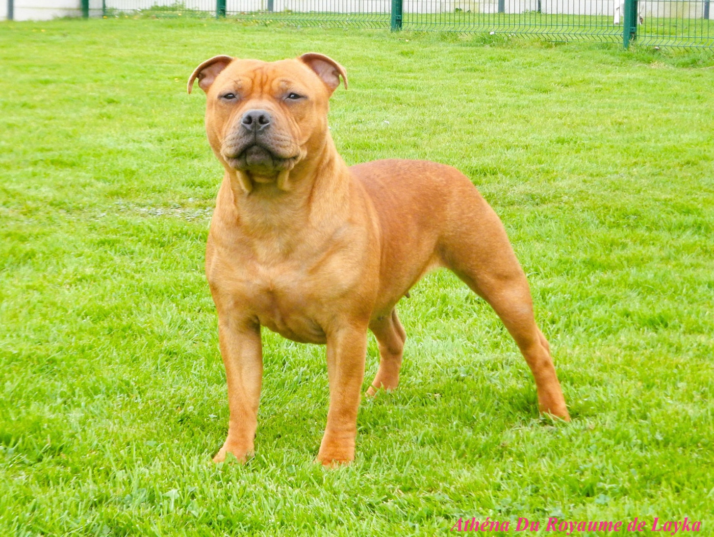 Athéna Du Royaume De Layka