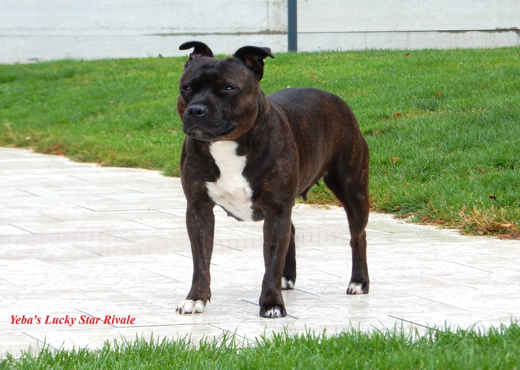 Yeba's Lucky Star Rivale