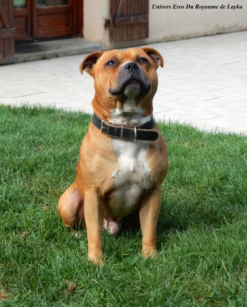 Eros est disponible pour saillie
