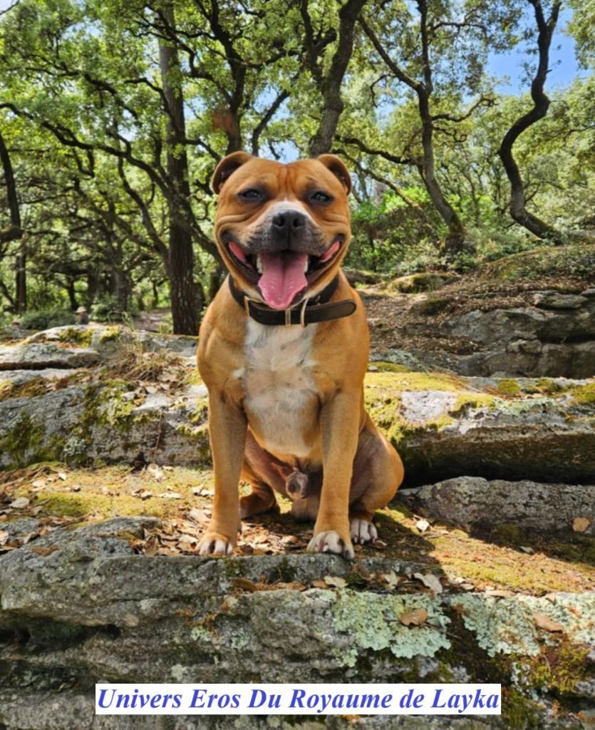 Eros est disponible pour saillie 
