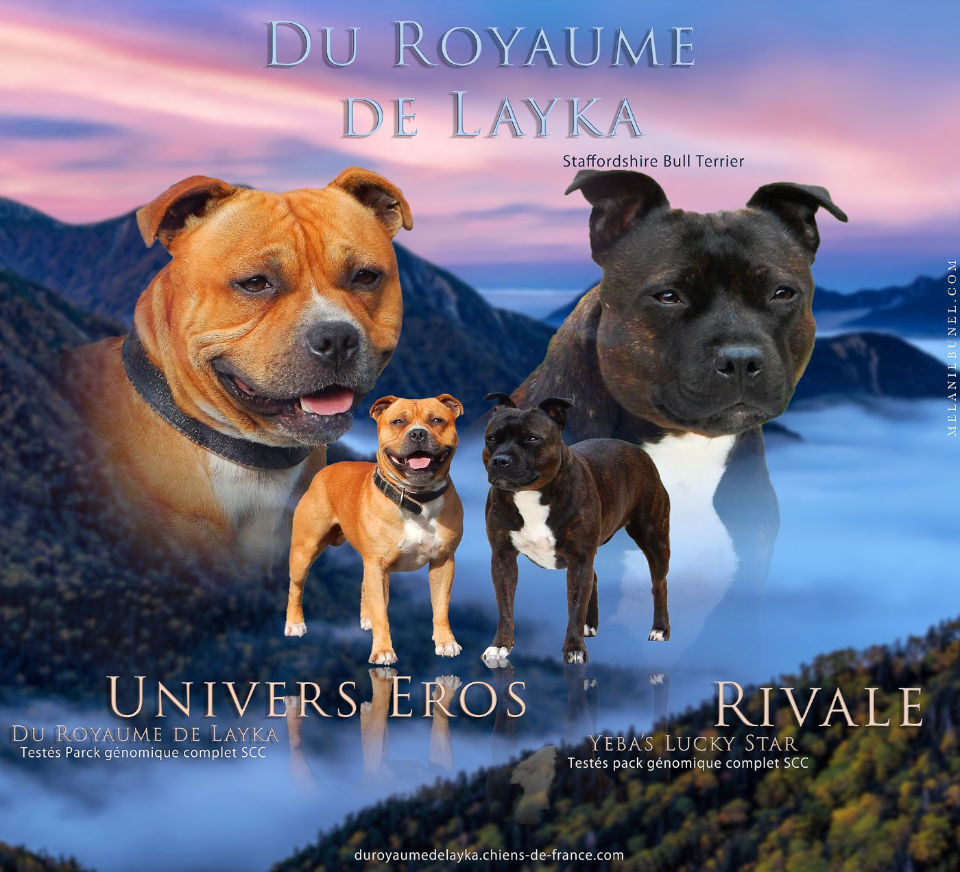 Chiot Staffordshire Bull Terrier Du Royaume De Layka