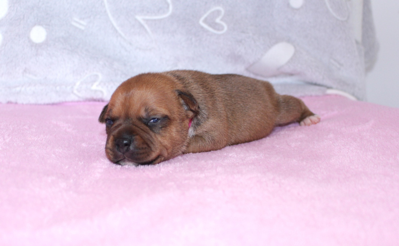 Du Royaume De Layka - Chiots disponibles - Staffordshire Bull Terrier