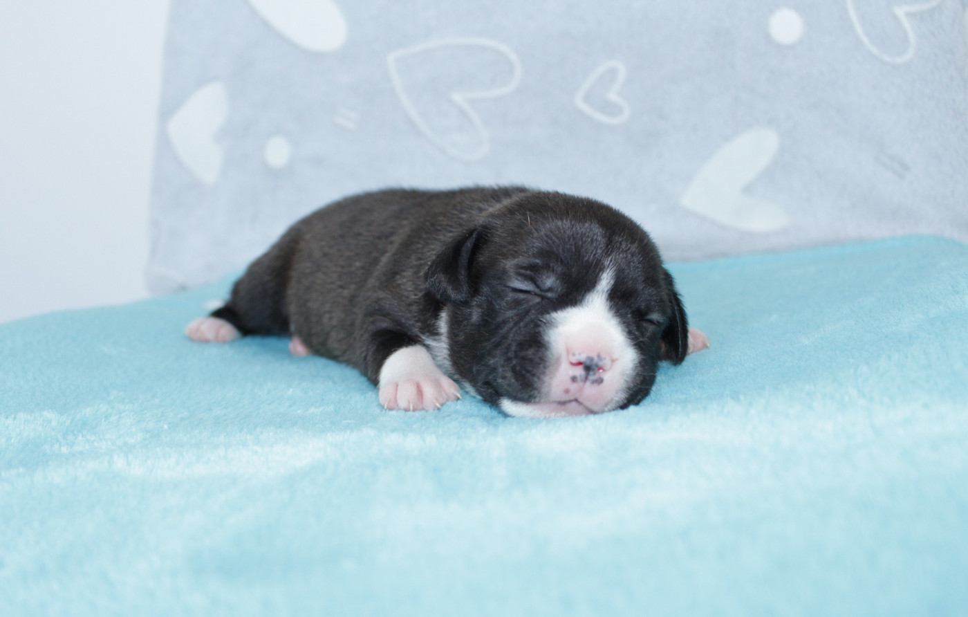 Du Royaume De Layka - Chiots disponibles - Staffordshire Bull Terrier