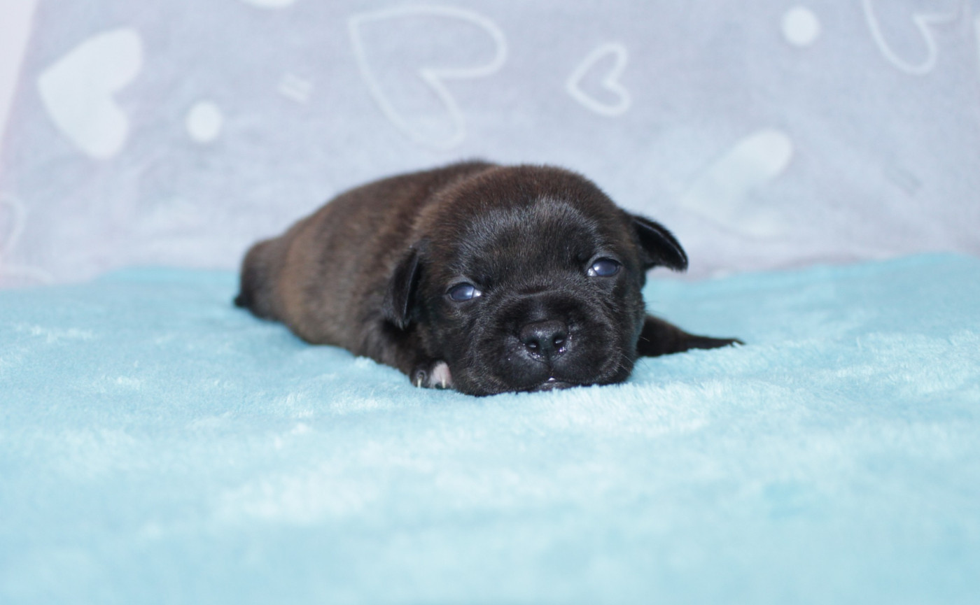 Du Royaume De Layka - Chiots disponibles - Staffordshire Bull Terrier