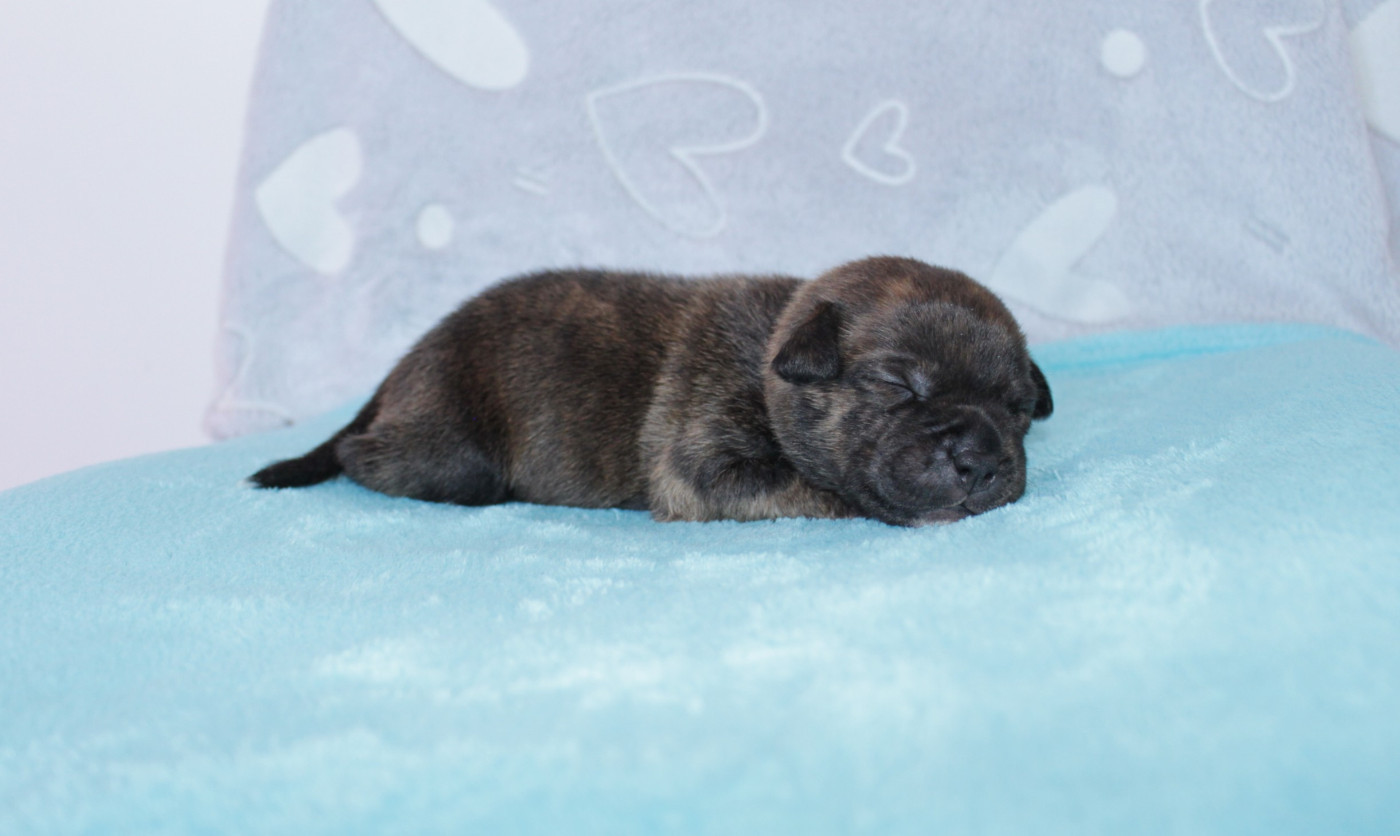 Du Royaume De Layka - Chiots disponibles - Staffordshire Bull Terrier