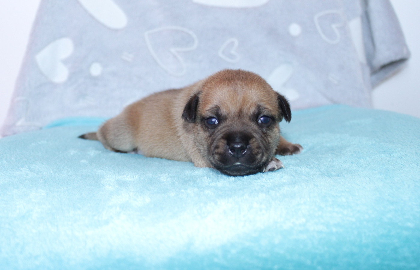 Du Royaume De Layka - Chiots disponibles - Staffordshire Bull Terrier