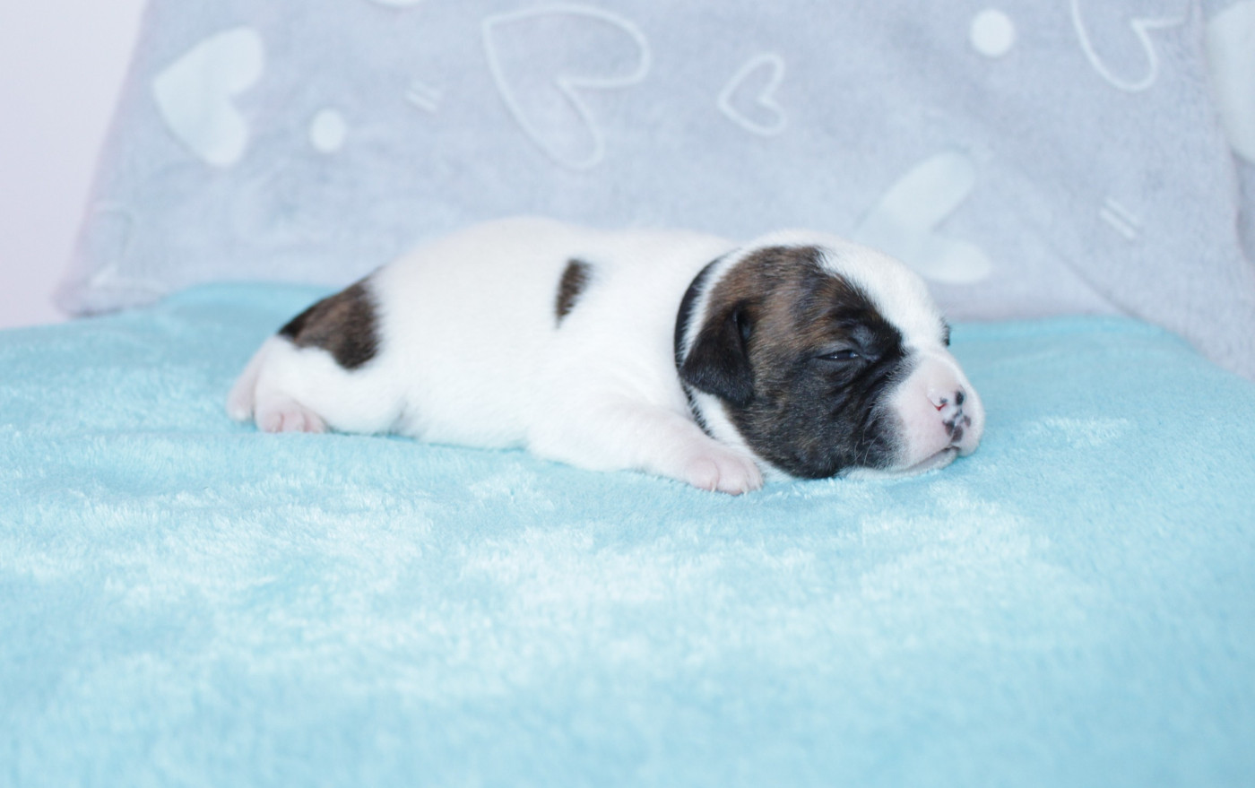 Du Royaume De Layka - Chiots disponibles - Staffordshire Bull Terrier