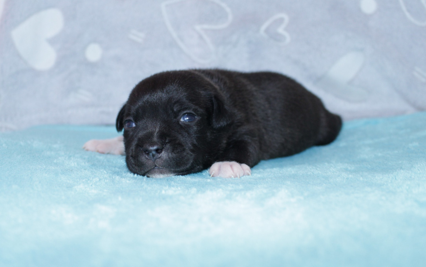 Du Royaume De Layka - Chiots disponibles - Staffordshire Bull Terrier