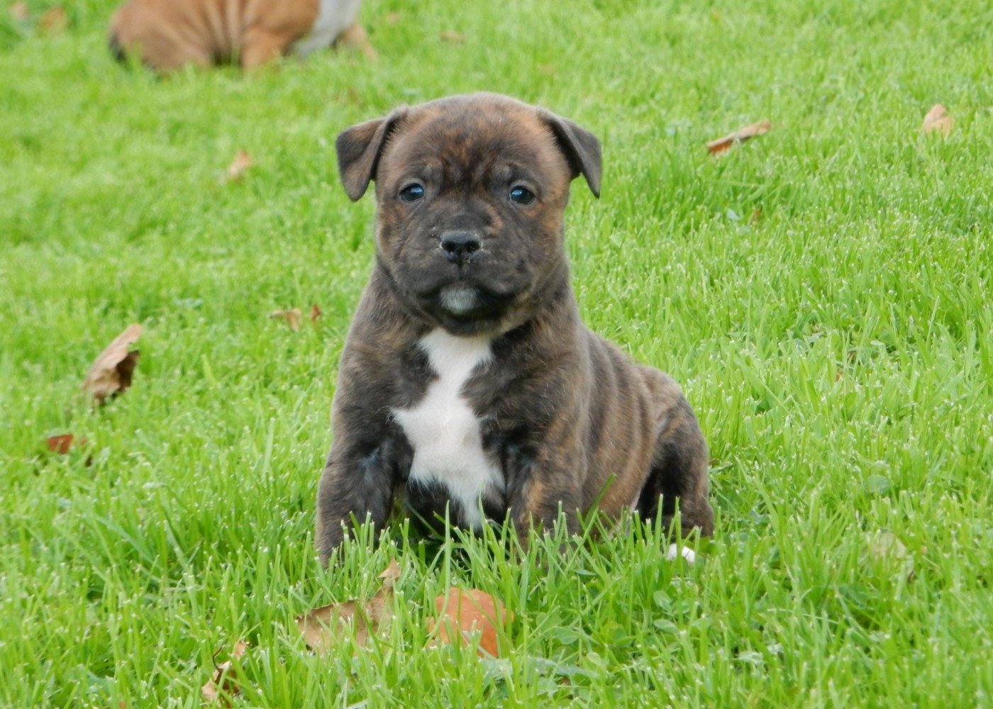 Du Royaume De Layka - Chiots disponibles - Staffordshire Bull Terrier