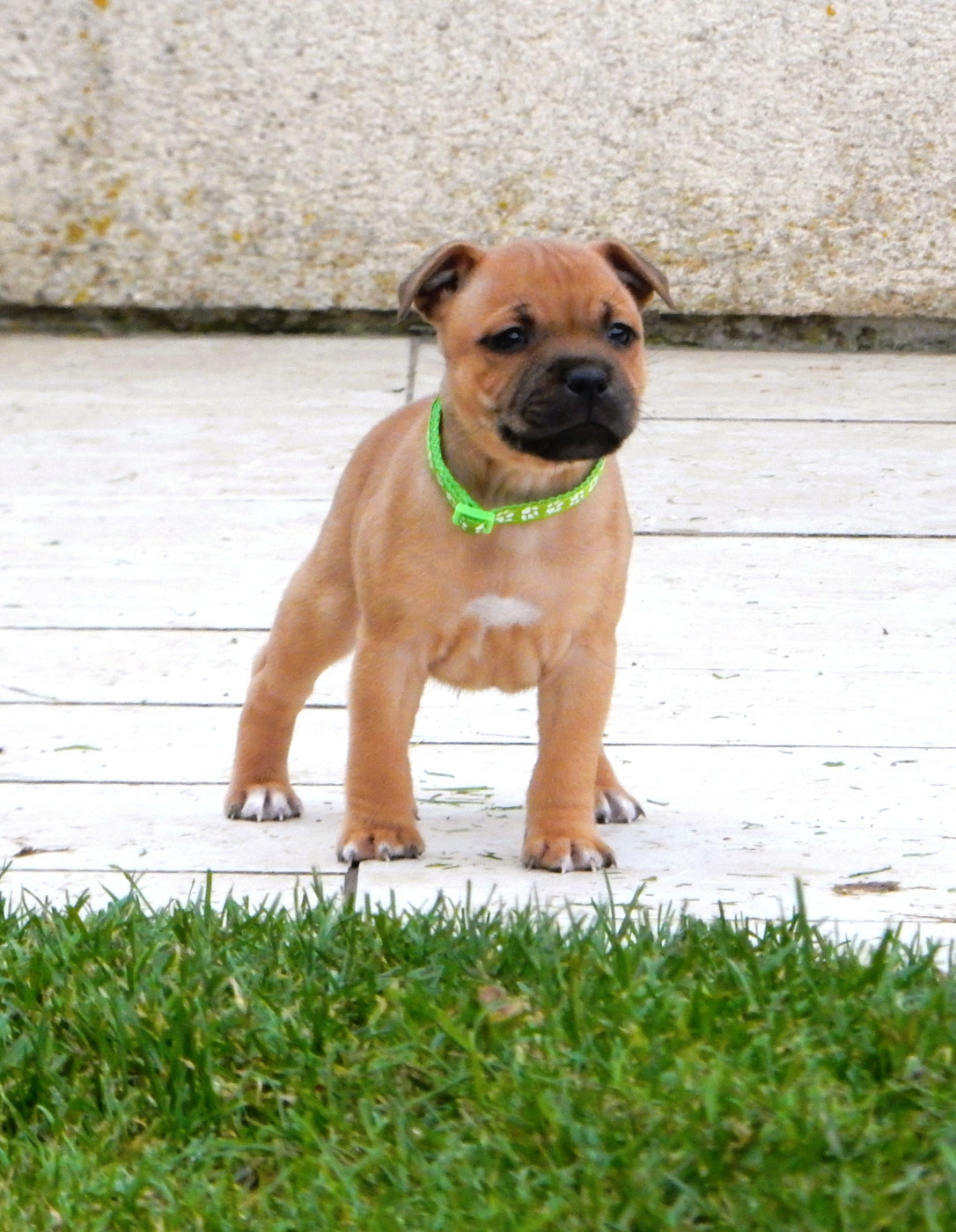 Du Royaume De Layka - Chiots disponibles - Staffordshire Bull Terrier