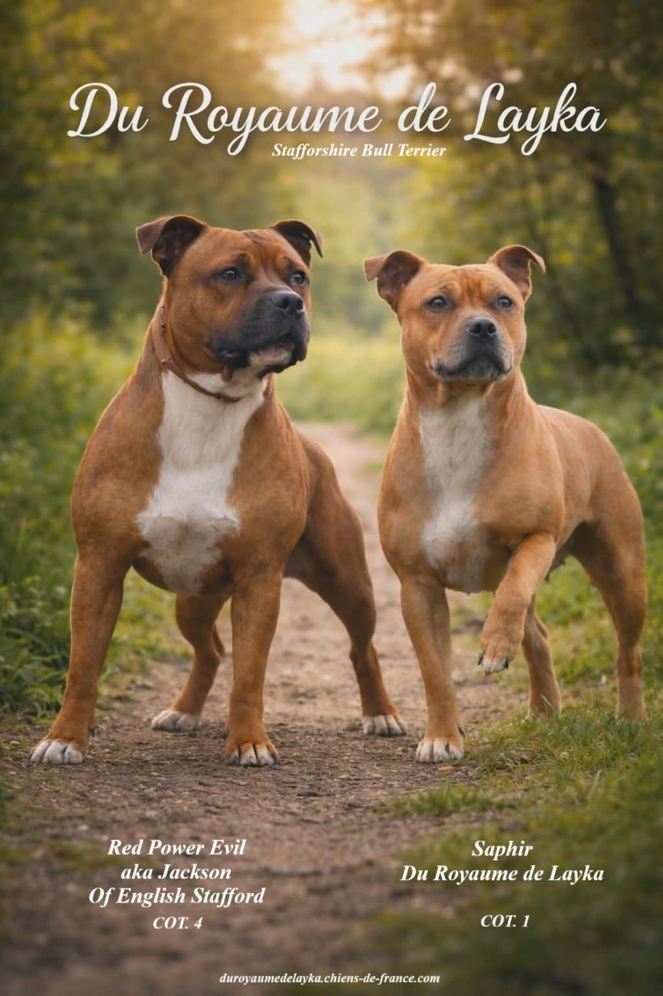 Chiot Staffordshire Bull Terrier Du Royaume De Layka