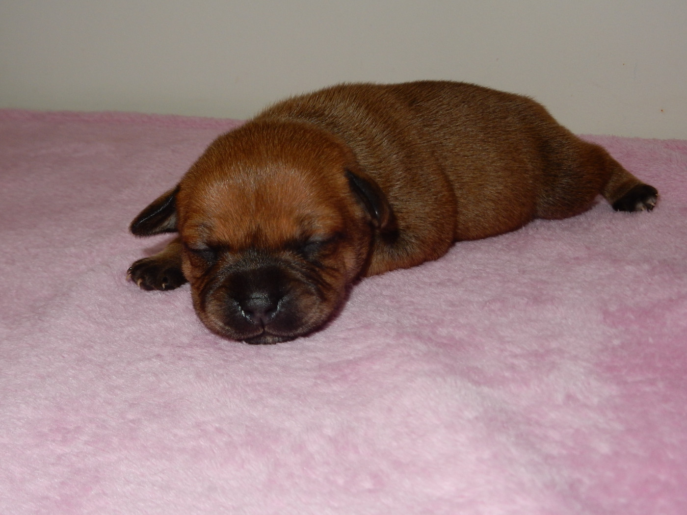 Du Royaume De Layka - Chiots disponibles - Staffordshire Bull Terrier
