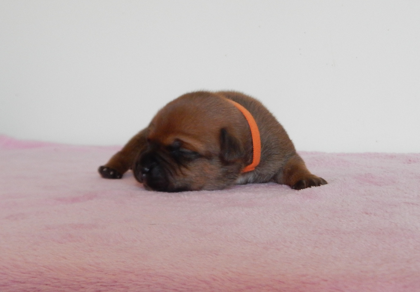 Du Royaume De Layka - Chiots disponibles - Staffordshire Bull Terrier