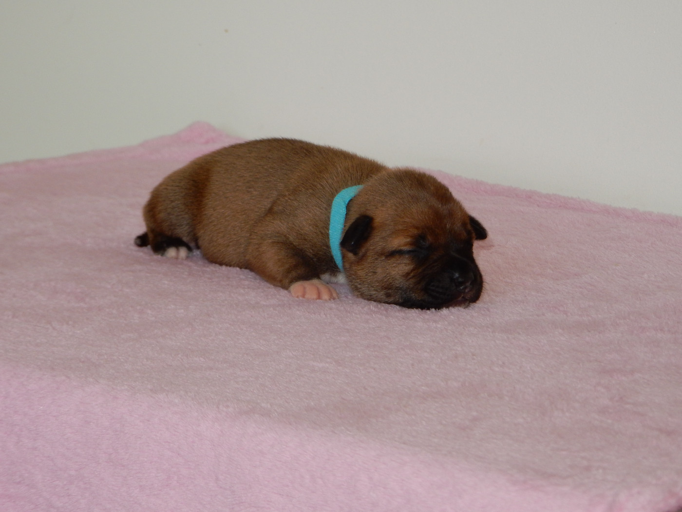 Du Royaume De Layka - Chiots disponibles - Staffordshire Bull Terrier