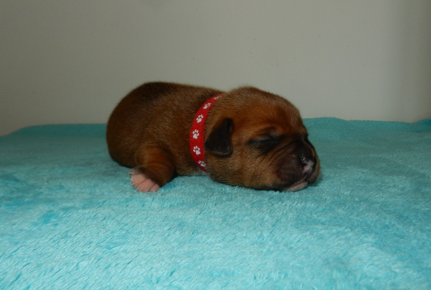 Du Royaume De Layka - Chiots disponibles - Staffordshire Bull Terrier