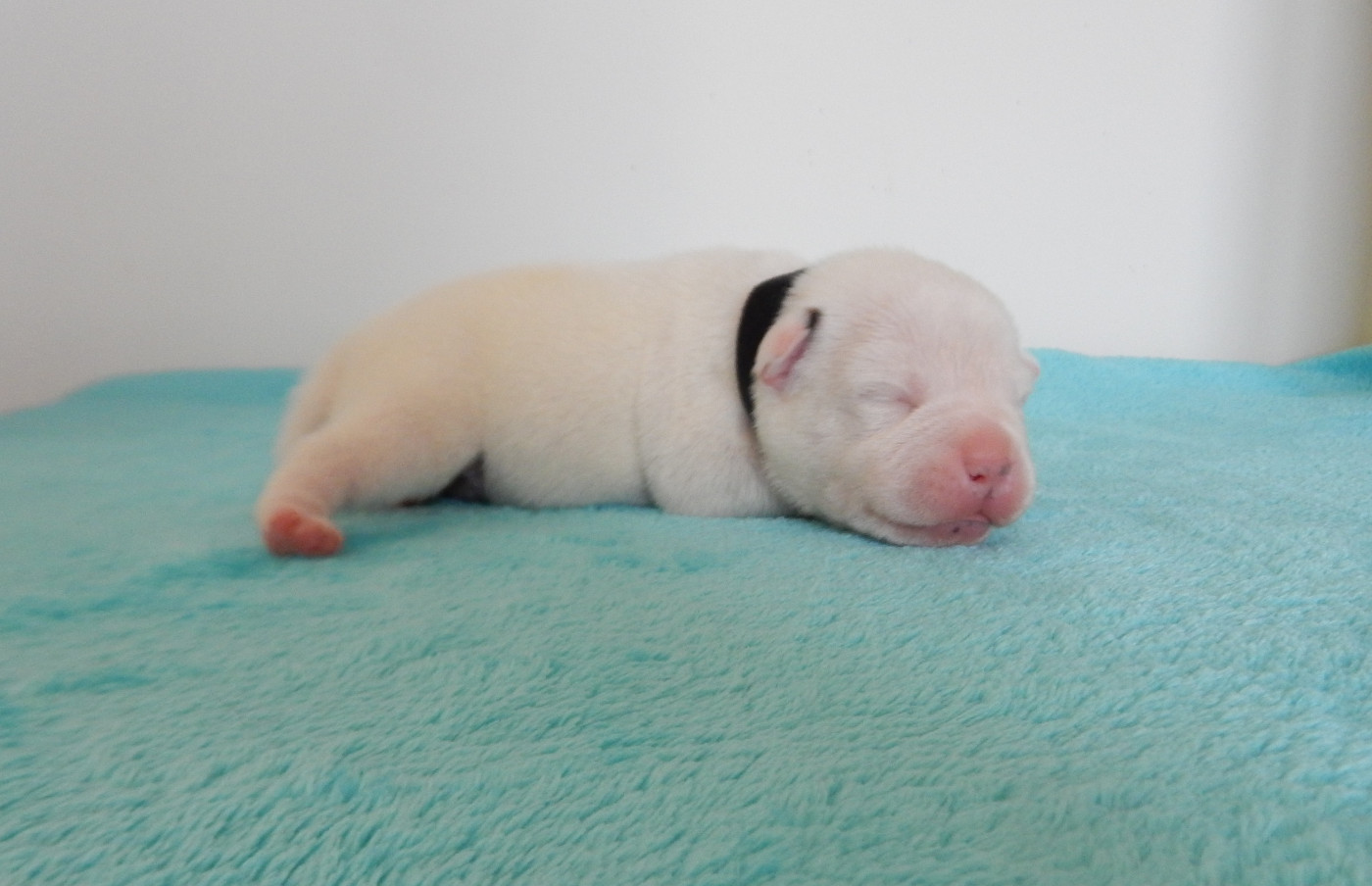 Du Royaume De Layka - Chiots disponibles - Staffordshire Bull Terrier