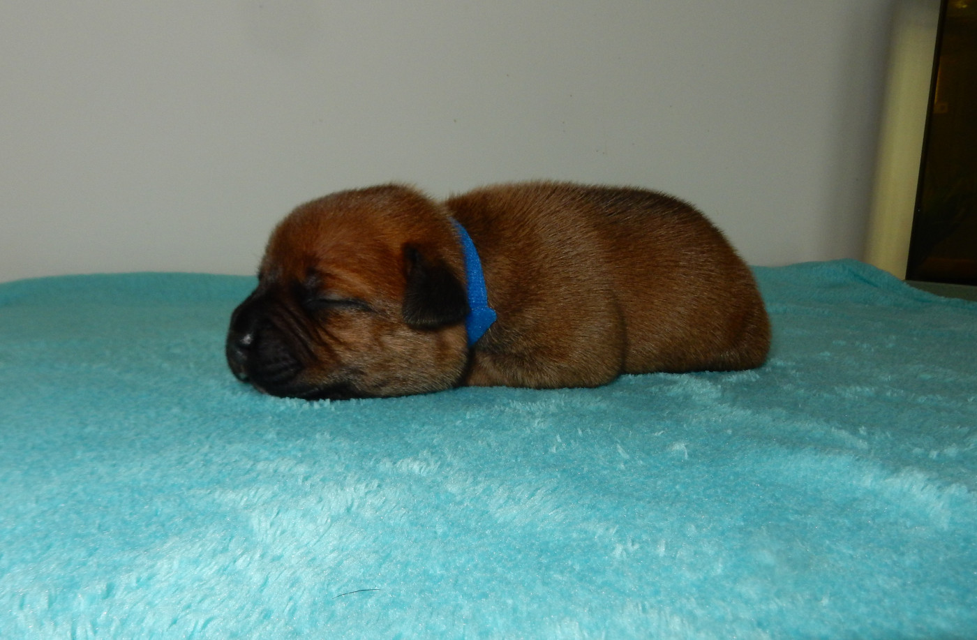 Du Royaume De Layka - Chiots disponibles - Staffordshire Bull Terrier