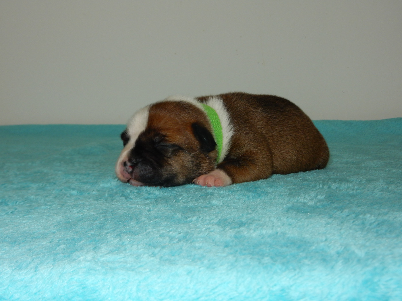 Du Royaume De Layka - Chiots disponibles - Staffordshire Bull Terrier