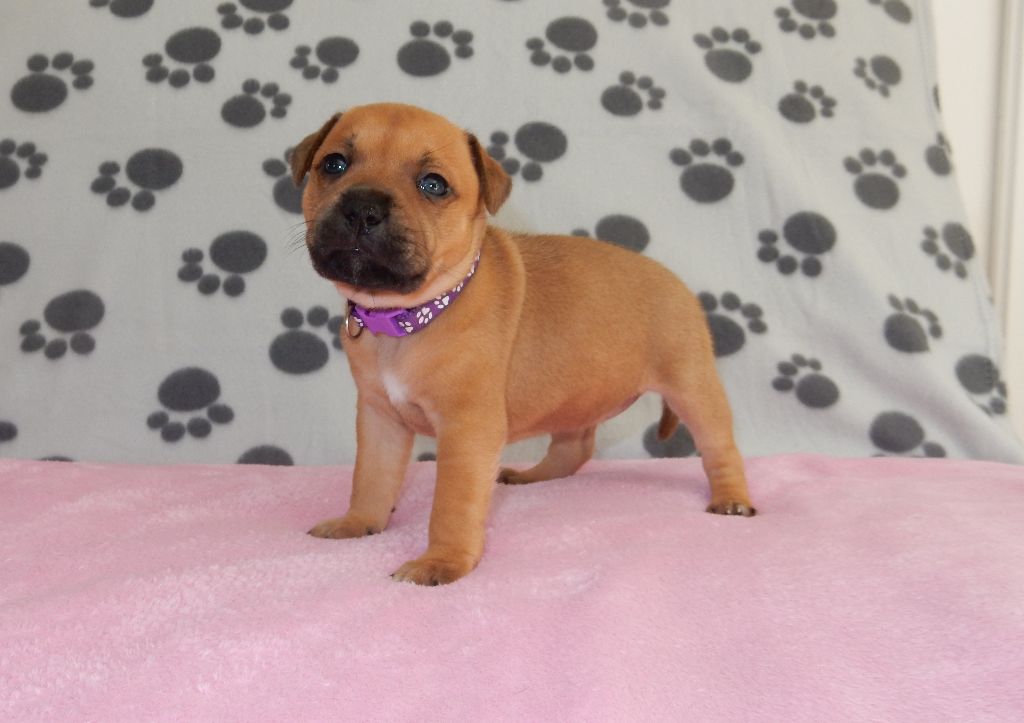 Du Royaume De Layka - Chiots disponibles - Staffordshire Bull Terrier