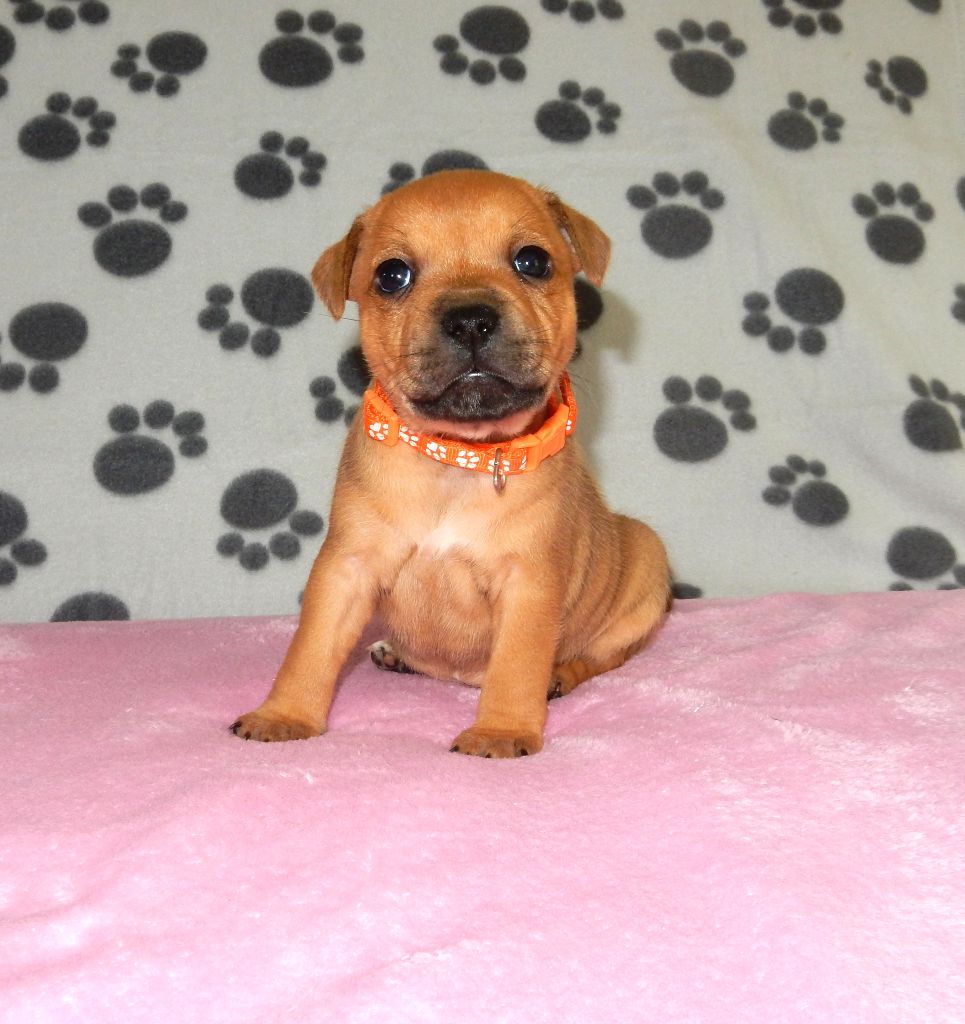Du Royaume De Layka - Chiots disponibles - Staffordshire Bull Terrier